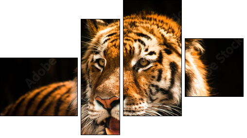 Beautiful tiger against dark background - Four-piece canvas print, Fortyk