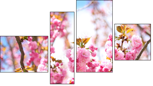 Sakura. Cherry Blossom in Springtime, Beautiful Pink Flowers - Four-piece canvas print, Fortyk