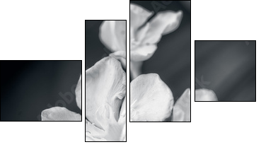 white oleander - Four-piece canvas print, Fortyk