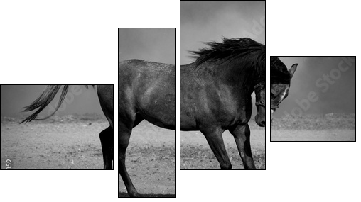 Galloping black horse - Four-piece canvas print, Fortyk