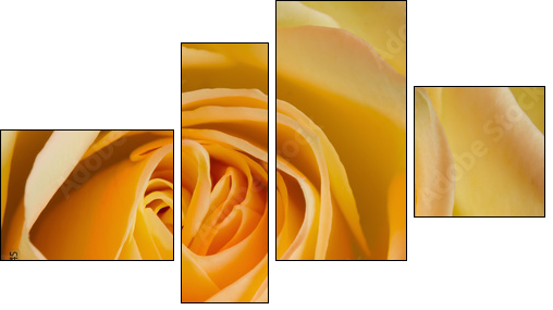 Close up image of orange and yellow rose - Four-piece canvas print, Fortyk