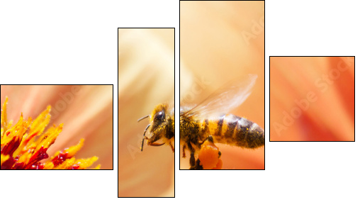 Honeybee - Four-piece canvas print, Fortyk