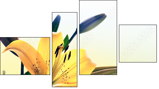 Yellow lily - Four-piece canvas print, Fortyk