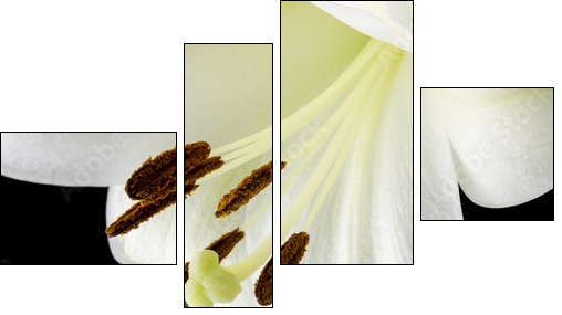 Close up of a beautiful white lily - Four-piece canvas print, Fortyk
