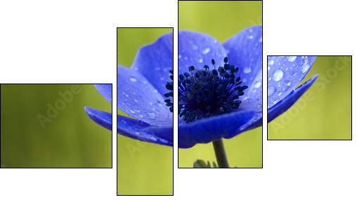 Blue Anemone Flower with Waterdrops - Four-piece canvas print, Fortyk