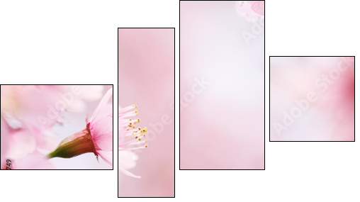 sakura cherry blossom flowers - Four-piece canvas print, Fortyk