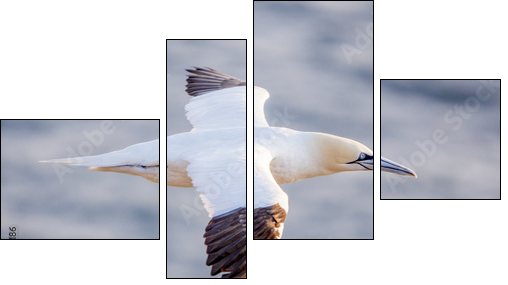 Northern gannet in flight, Cape St. Mary 's, Newfoundland - Four-piece canvas print, Fortyk