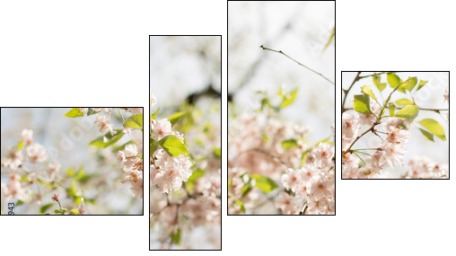Close-up of sakura flower petals. - Four-piece canvas print, Fortyk