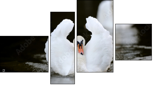 Swan in the lake - Four-piece canvas print, Fortyk