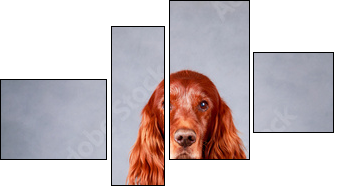 Red irish setter dog - Four-piece canvas print, Fortyk