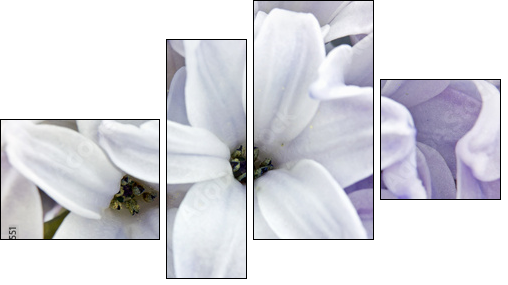 Hyacinth closeup - Four-piece canvas print, Fortyk