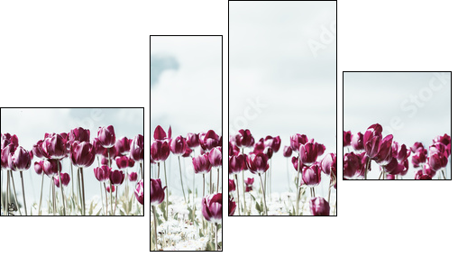 Retro Photo Of Tulip Garden In Spring - Four-piece canvas print, Fortyk