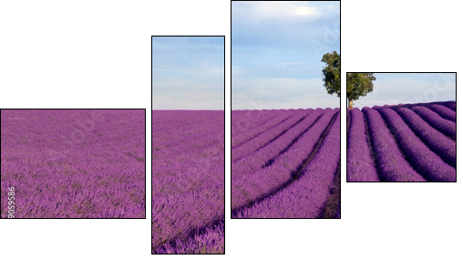 Rich lavender field in Provence with a lone tree - Four-piece canvas print, Fortyk