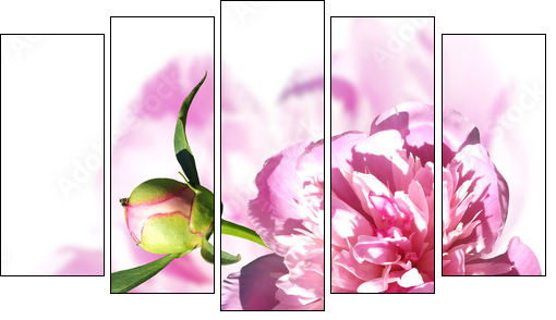 Peony on a white background. Isolated  - Five-piece canvas print, Pentaptych