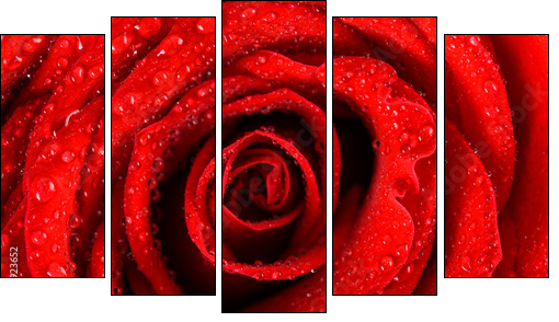 Wet Red Rose Close Up With Water Drops - Five-piece canvas print, Pentaptych