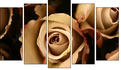 roses flower closeup - Five-piece canvas print, Pentaptych