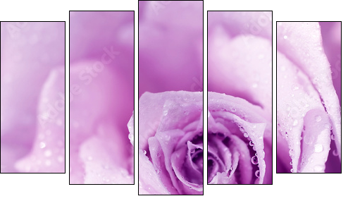 Purple wet rose background - Five-piece canvas print, Pentaptych