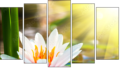 beautiful water lily in the light - Five-piece canvas print, Pentaptych