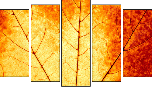 Autumnal background - macro of a colorful maple leaf - Five-piece canvas print, Pentaptych