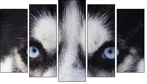 Close up on blue eyes of husky - Five-piece canvas print, Pentaptych
