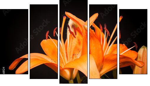 lilies on a black background - Five-piece canvas print, Pentaptych