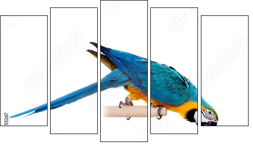 Blue and Yellow Macaw (Ara Ararauna) on white - Five-piece canvas print, Pentaptych