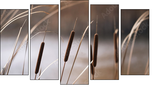 Reeds in Autumn - Five-piece canvas print, Pentaptych
