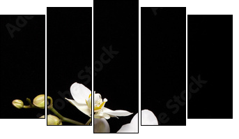 White orchid isolated on black - Five-piece canvas print, Pentaptych