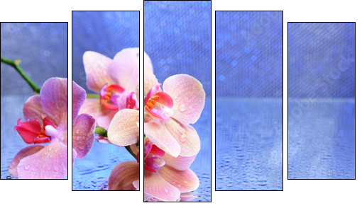 Beautiful blooming orchid with water drops - Five-piece canvas print, Pentaptych