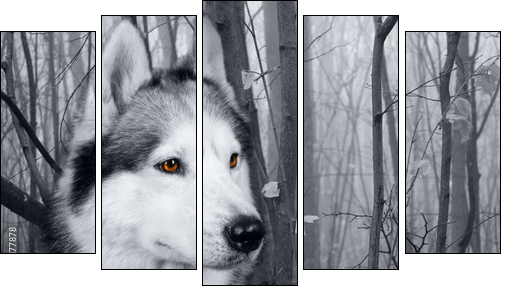 wolf in the woods - Five-piece canvas print, Pentaptych