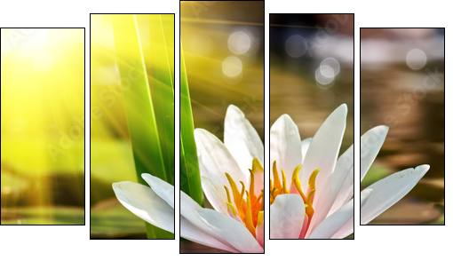 water lily - Five-piece canvas print, Pentaptych