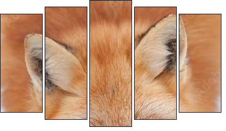 Young Red Fox Looking up at the Camera - Five-piece canvas print, Pentaptych
