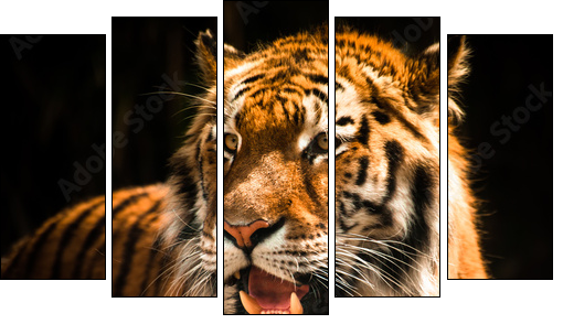 Beautiful tiger against dark background - Five-piece canvas print, Pentaptych