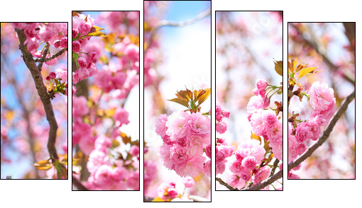 Sakura. Cherry Blossom in Springtime, Beautiful Pink Flowers - Five-piece canvas print, Pentaptych