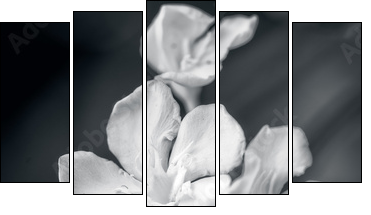 white oleander - Five-piece canvas print, Pentaptych