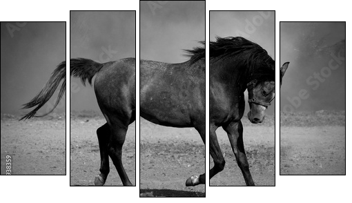 Galloping black horse - Five-piece canvas print, Pentaptych