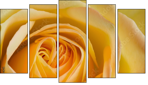 Close up image of orange and yellow rose - Five-piece canvas print, Pentaptych