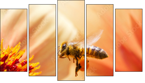 Honeybee - Five-piece canvas print, Pentaptych