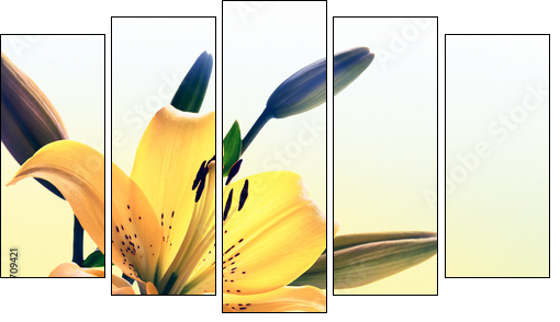 Yellow lily - Five-piece canvas print, Pentaptych