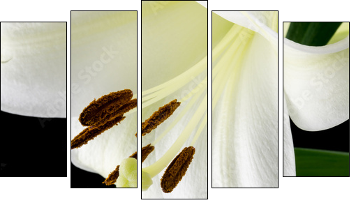 Close up of a beautiful white lily - Five-piece canvas print, Pentaptych