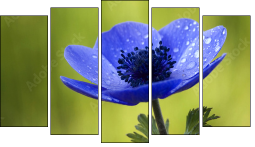 Blue Anemone Flower with Waterdrops - Five-piece canvas print, Pentaptych