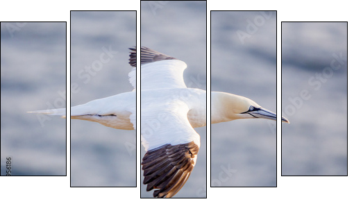 Northern gannet in flight, Cape St. Mary 's, Newfoundland - Five-piece canvas print, Pentaptych