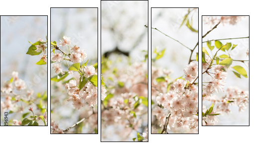 Close-up of sakura flower petals. - Five-piece canvas print, Pentaptych