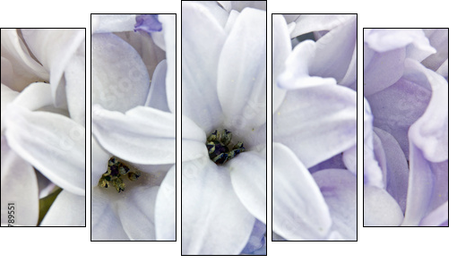 Hyacinth closeup - Five-piece canvas print, Pentaptych