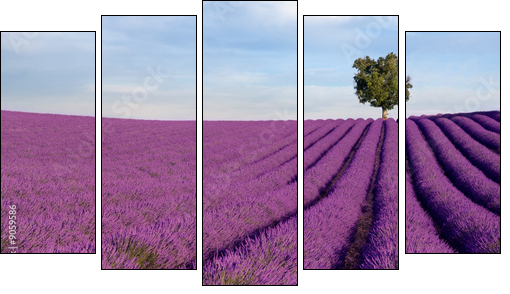 Rich lavender field in Provence with a lone tree - Five-piece canvas print, Pentaptych