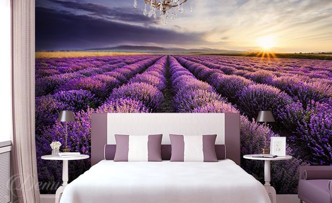 A-lavender-field-provence-wallpapers-demur
